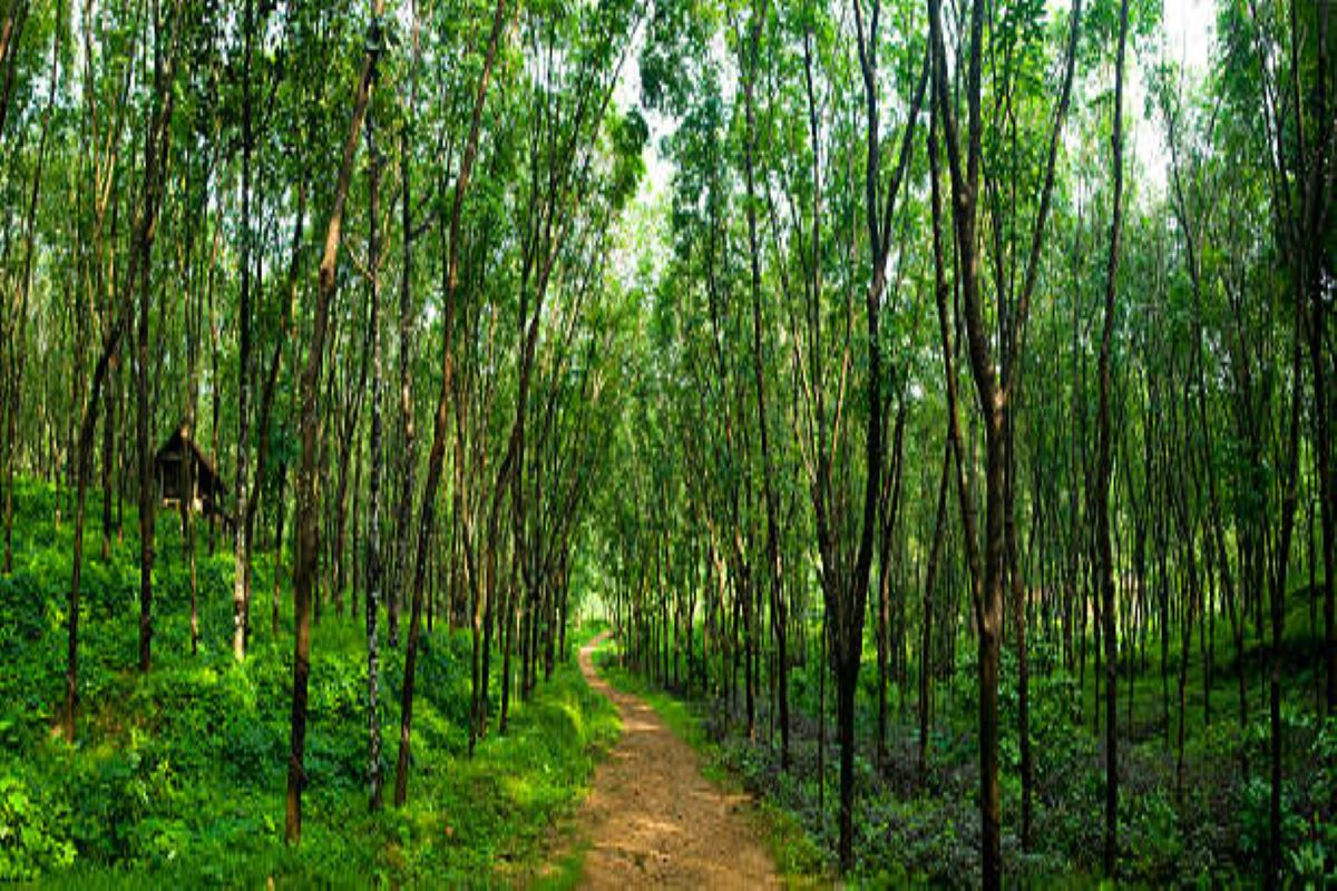  Forest Not Defined In Any Central Laws Says Government The Statesman