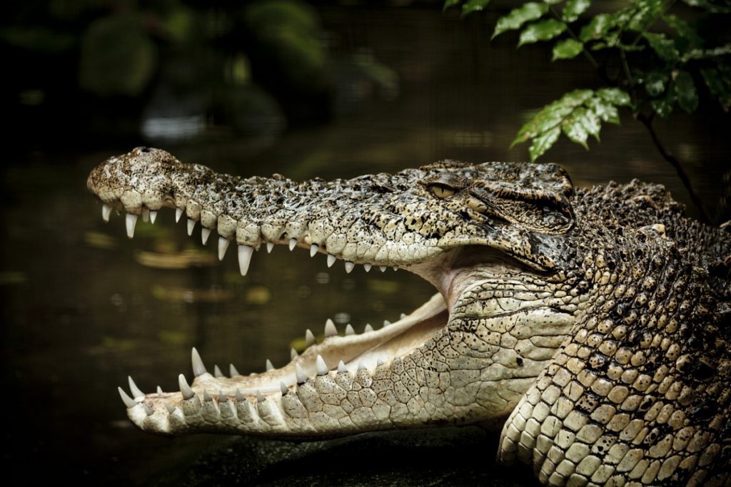 Estuarine crocodile nesting sites spotted in Bhitarkanika - The Statesman