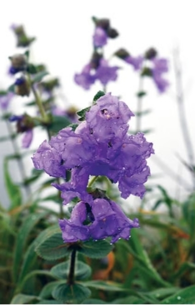 hillock region, flowers, nature, Madikeri hills, Neelakurinji 