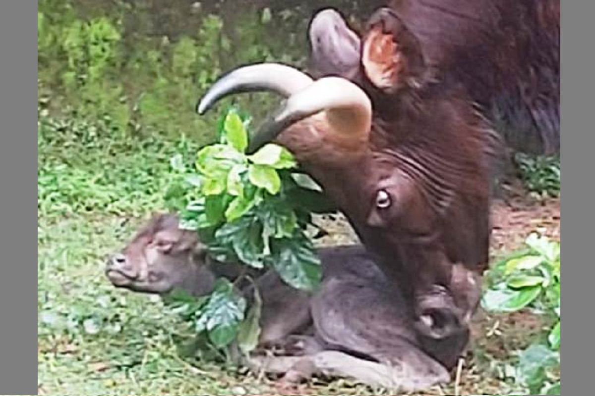 Indian Gaur Born In Nandankanan Zoo