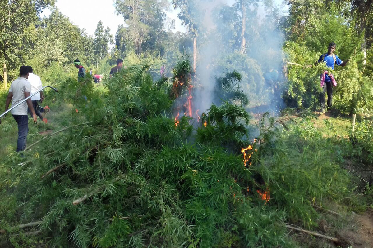 Hemp plants spread over 22,000 acres destroyed: Satellite imagery, drones to help in crackdown