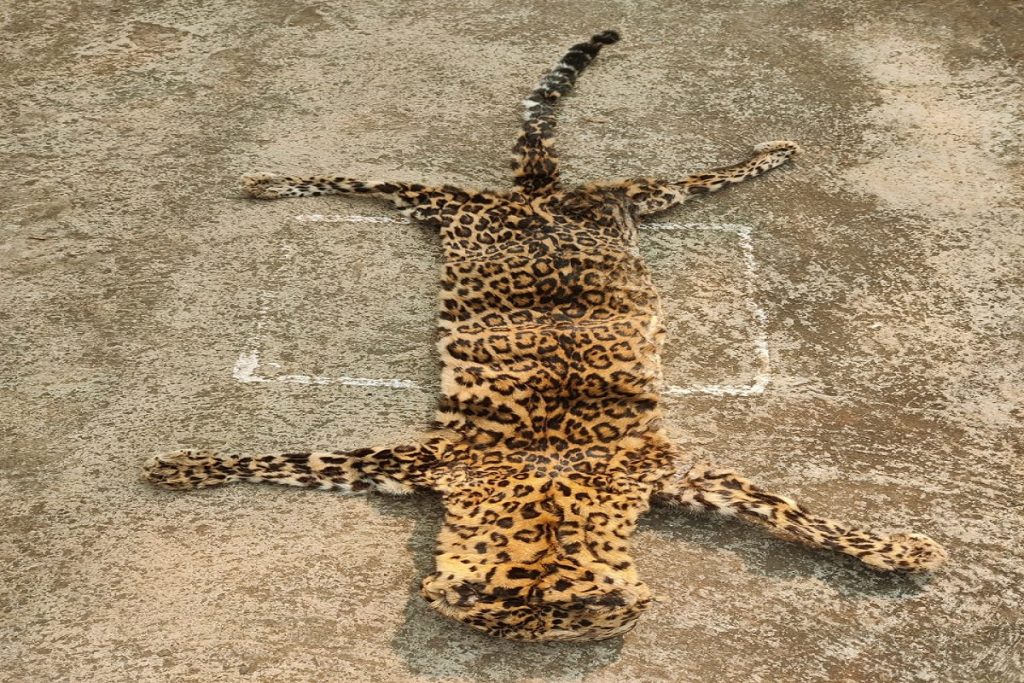 Odisha STF seizes leopard skin, arrests two wildlife cr pic photo