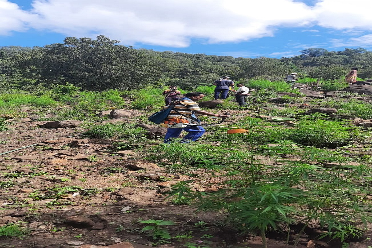 3.70 lakh cannabis plants wiped out as police step up anti-drug drive