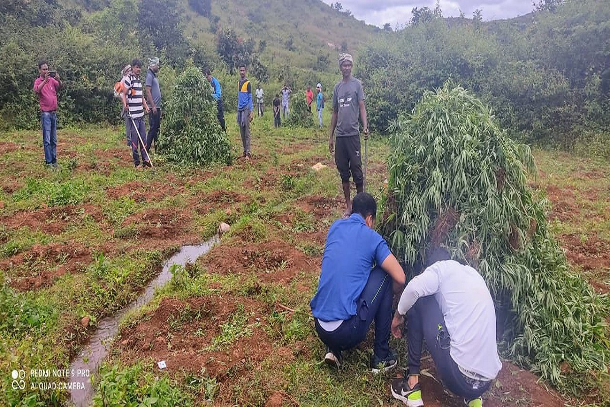 Odisha: PVTG Bonda villages come under ganja cultivation