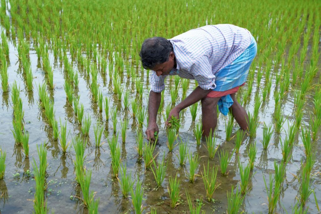 Rabi Crops, Rabi Season 2024-25,Arthiyas