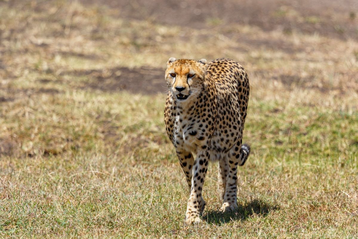 Cheetah flees with one name, returns with another