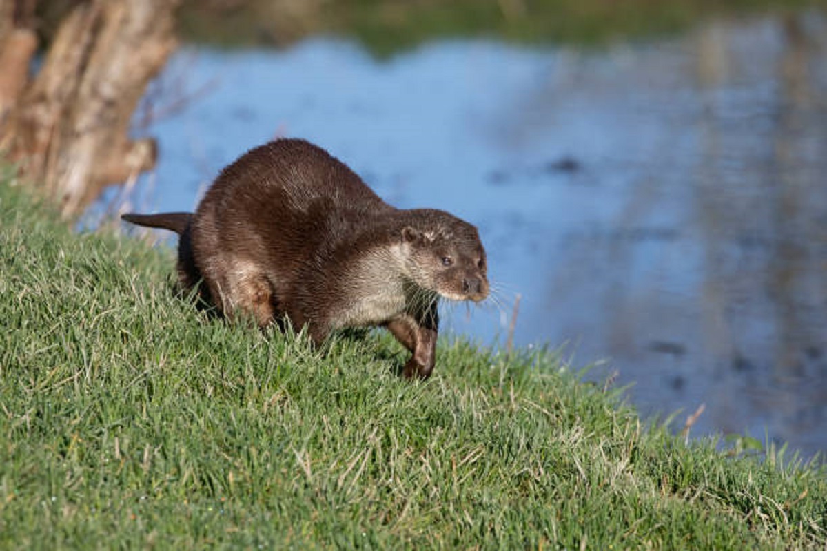 Endangered Eurasian Otter sighted in Chilika Lake