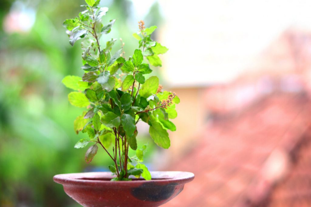 Hidden health benefits of tulsi that you must know The Statesman