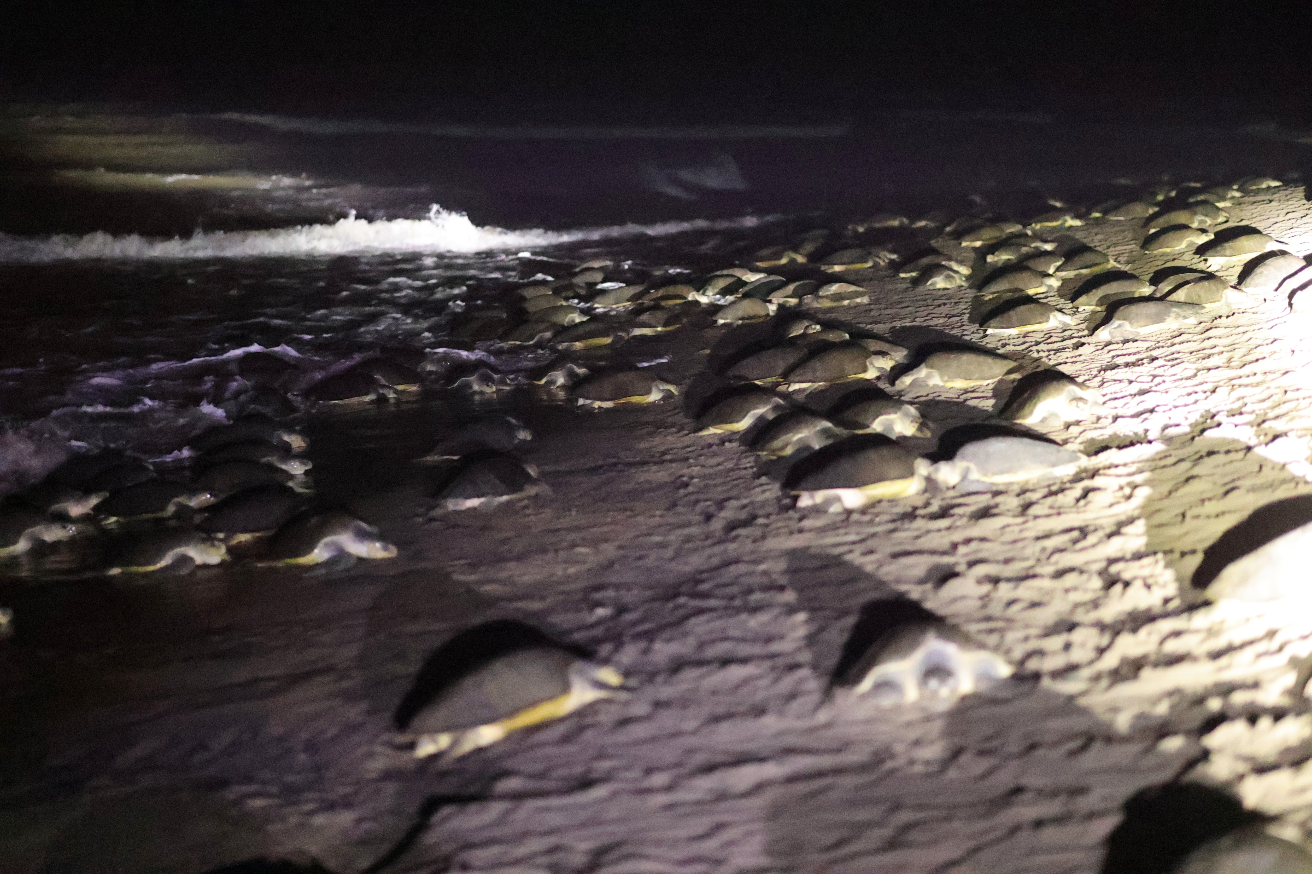 2.45 lakh turtles invade Gahirmatha beach for mass nesting