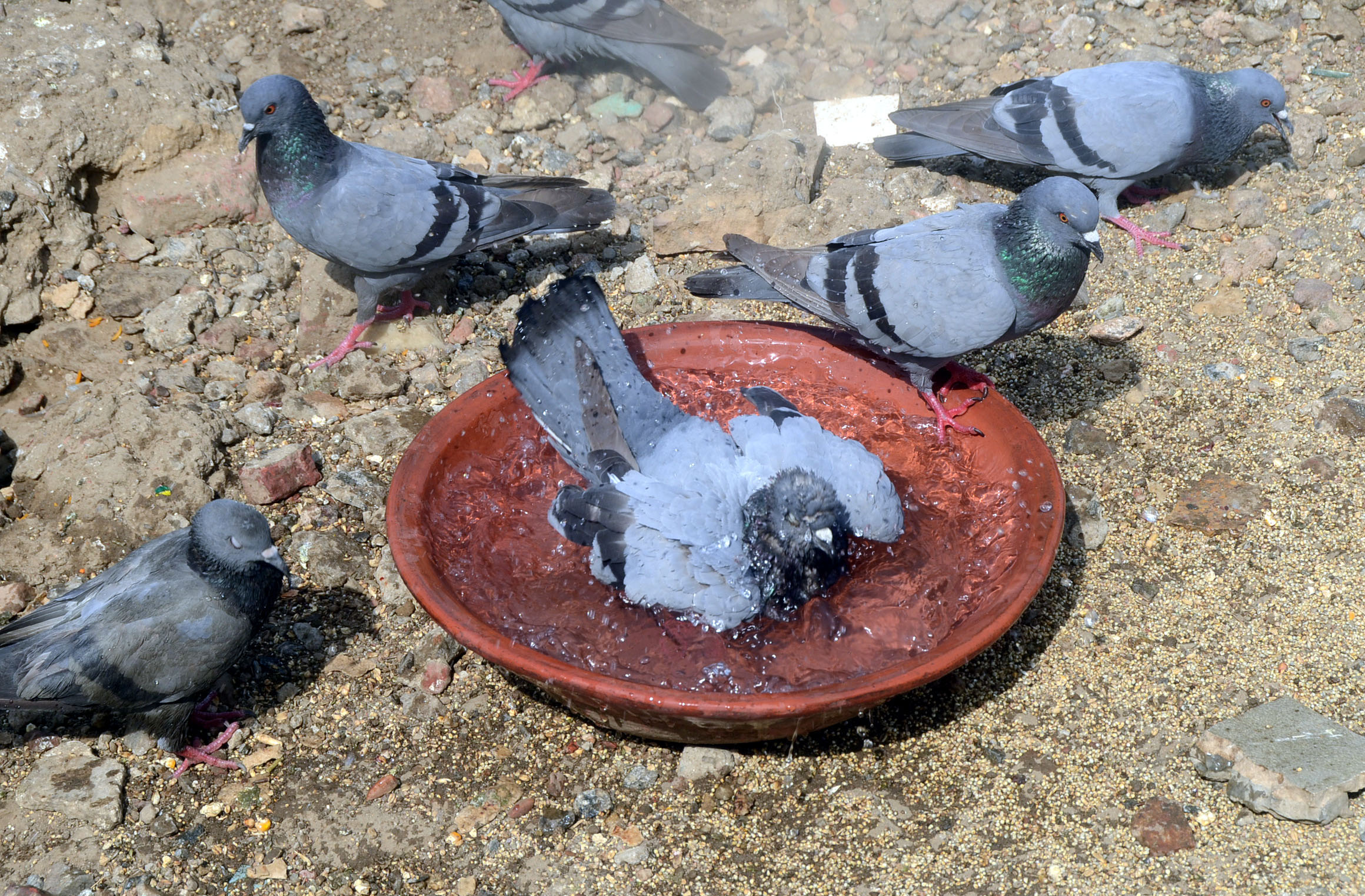 Pigeons feel the heat in Delhi