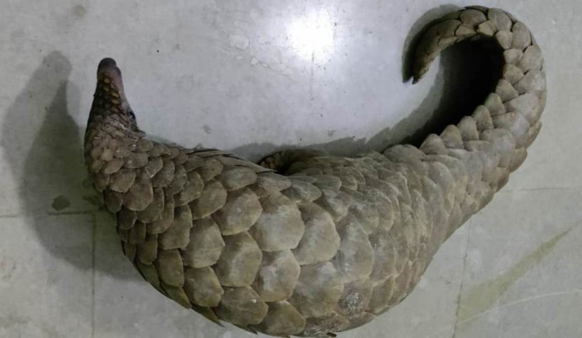 Live pangolin rescued, one arrested