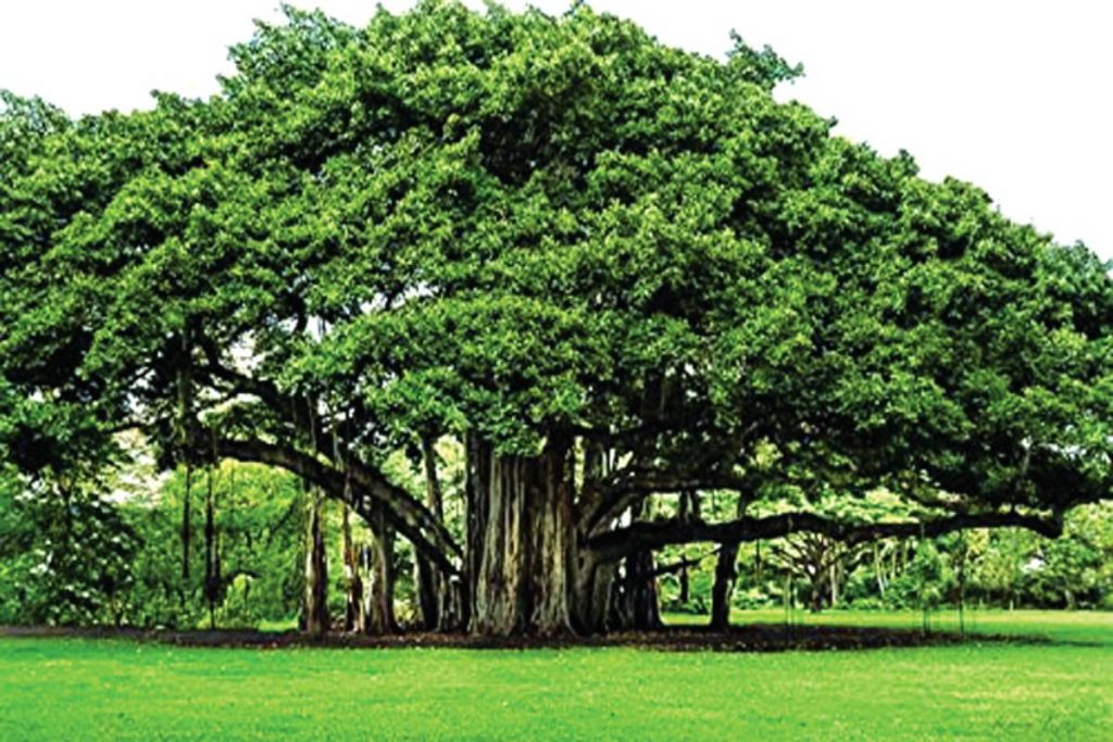 local-body-banks-on-banyan-trees-for-oxugen-the-statesman