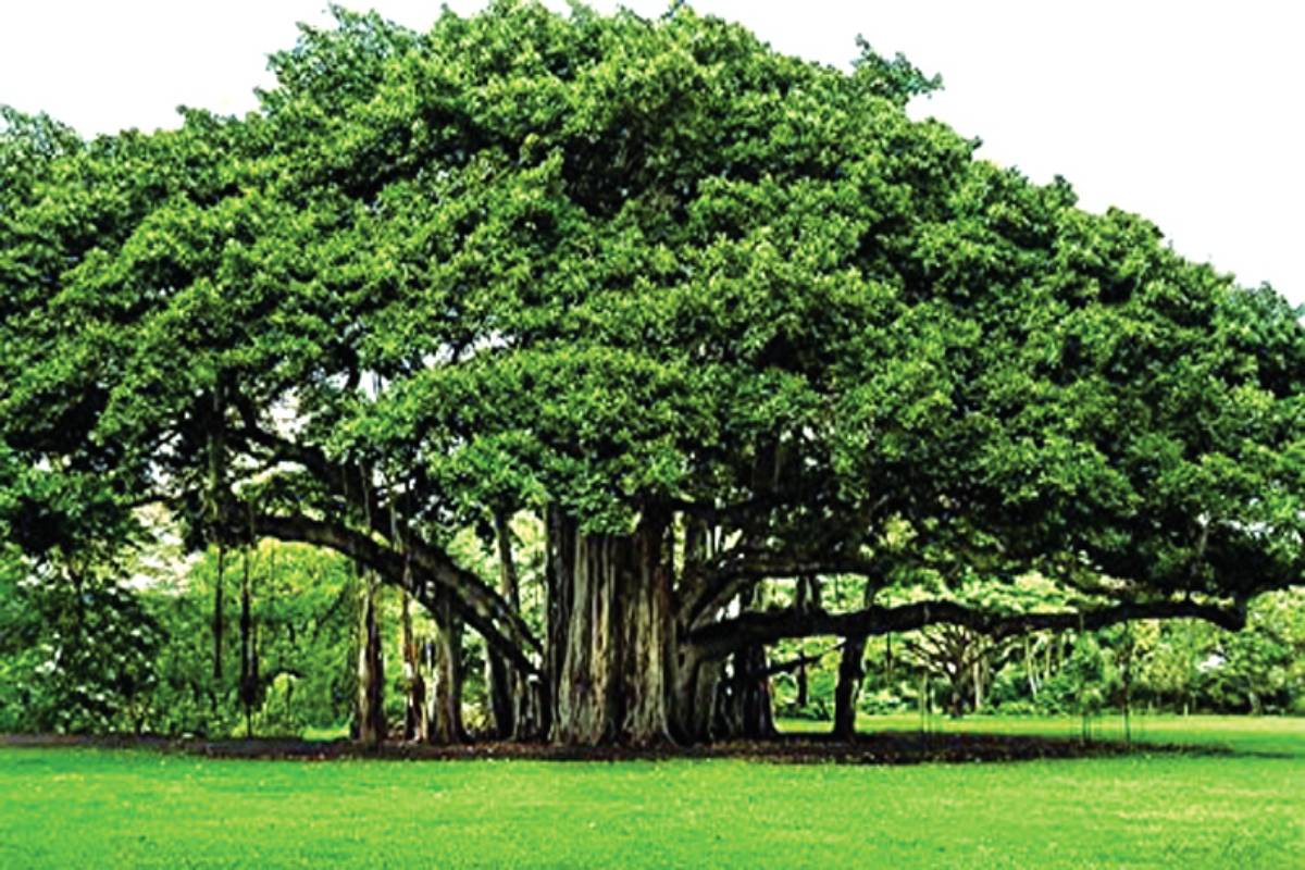 Local Body Banks On Banyan Trees For Oxugen The Statesman