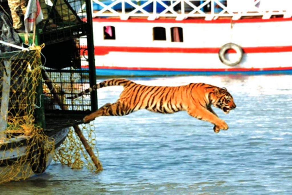 Male Tigers From B'desh Hunt For Mates In Sundarbans - The Statesman