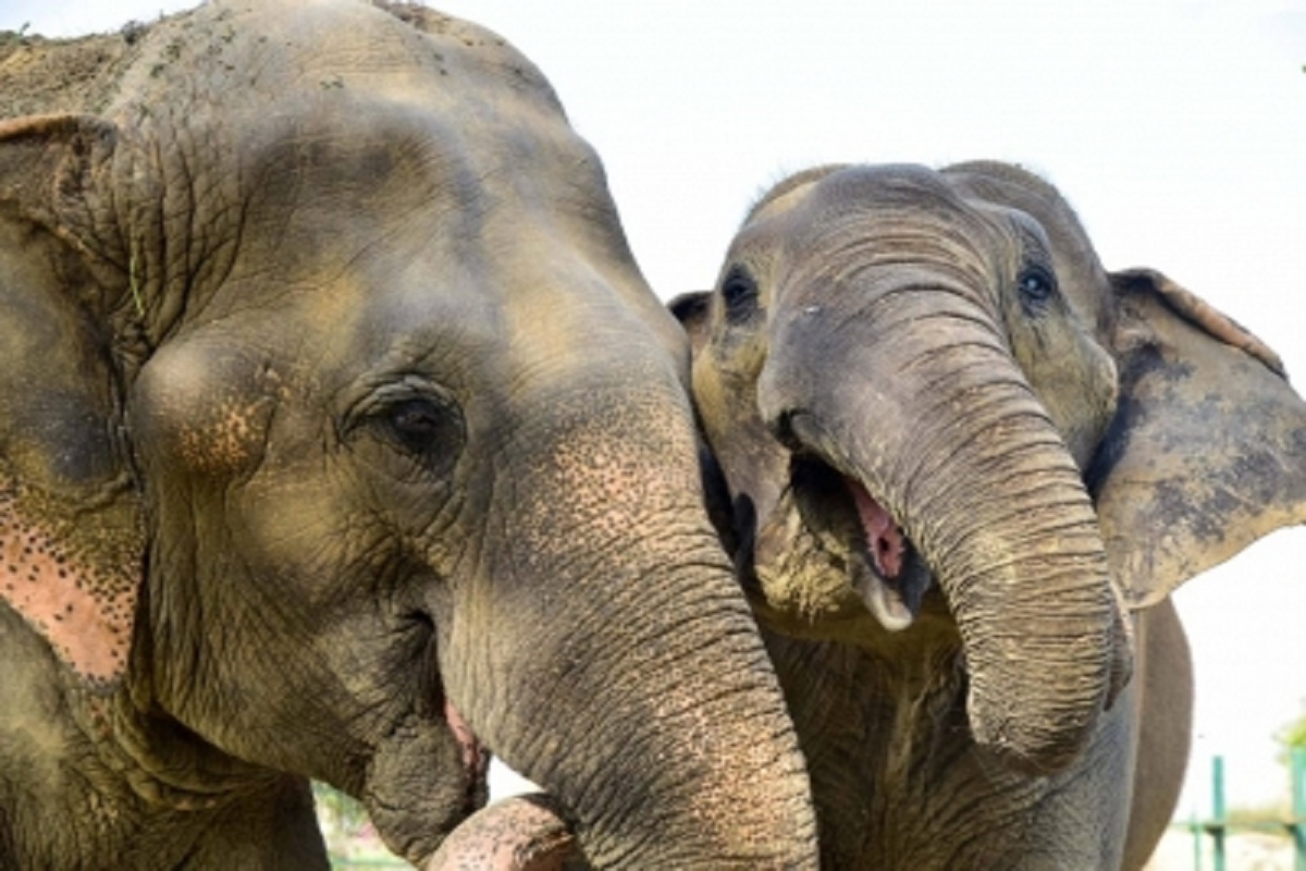 Odisha records marginal increase in elephant population: Report