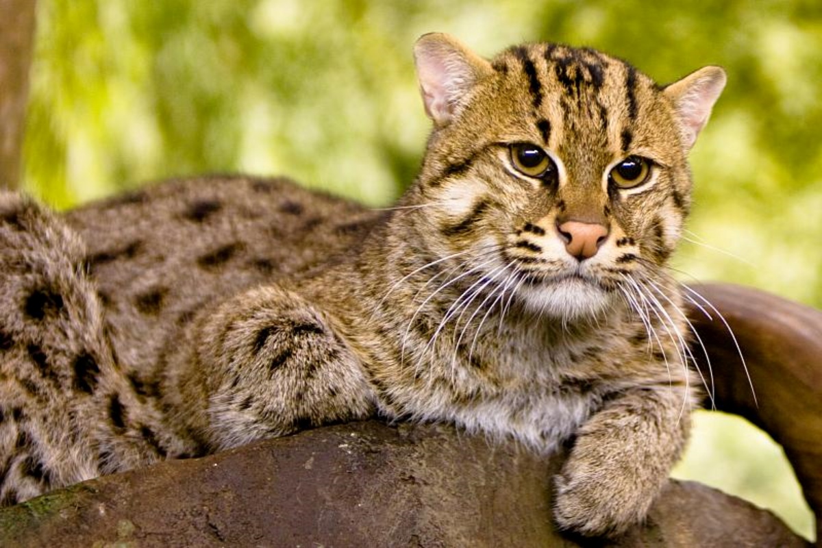 World’s First Fishing Cat Population Estimation Finds 176 Cats in Chilika Lake