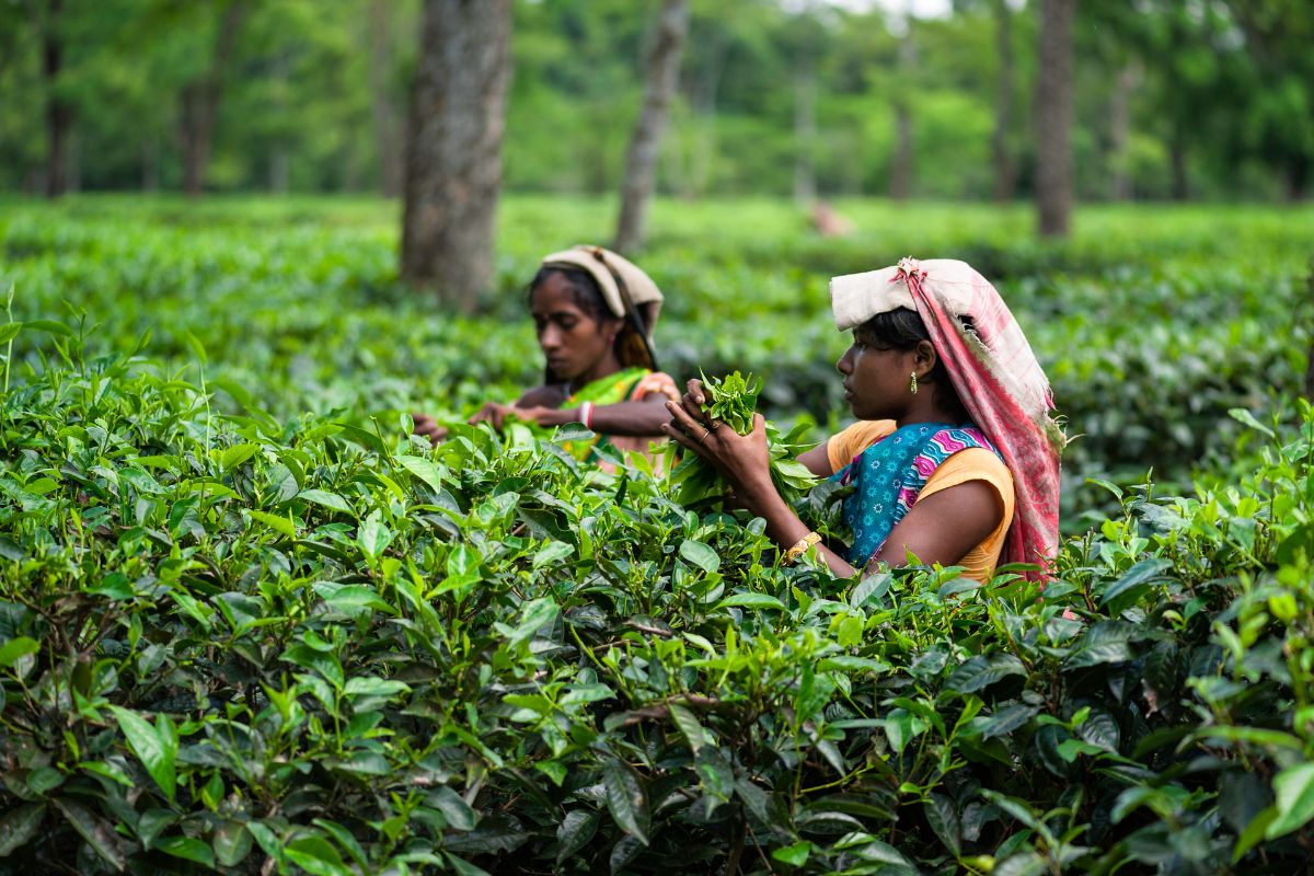 International Tea Day honours women