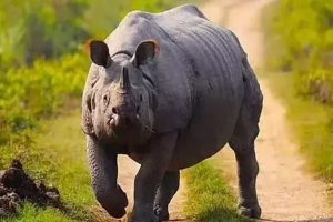 PM reiterates govt’s commitment to protect rhinos