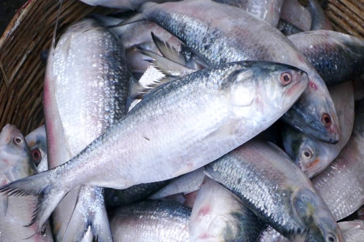 Fish delight: Bangladeshi hilsa to hit city markets