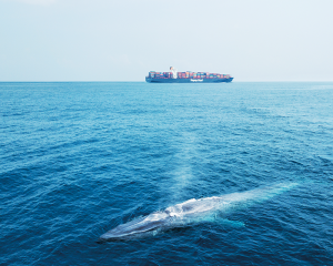 Shipping giant changes course to save Lankan whales - The Statesman ...