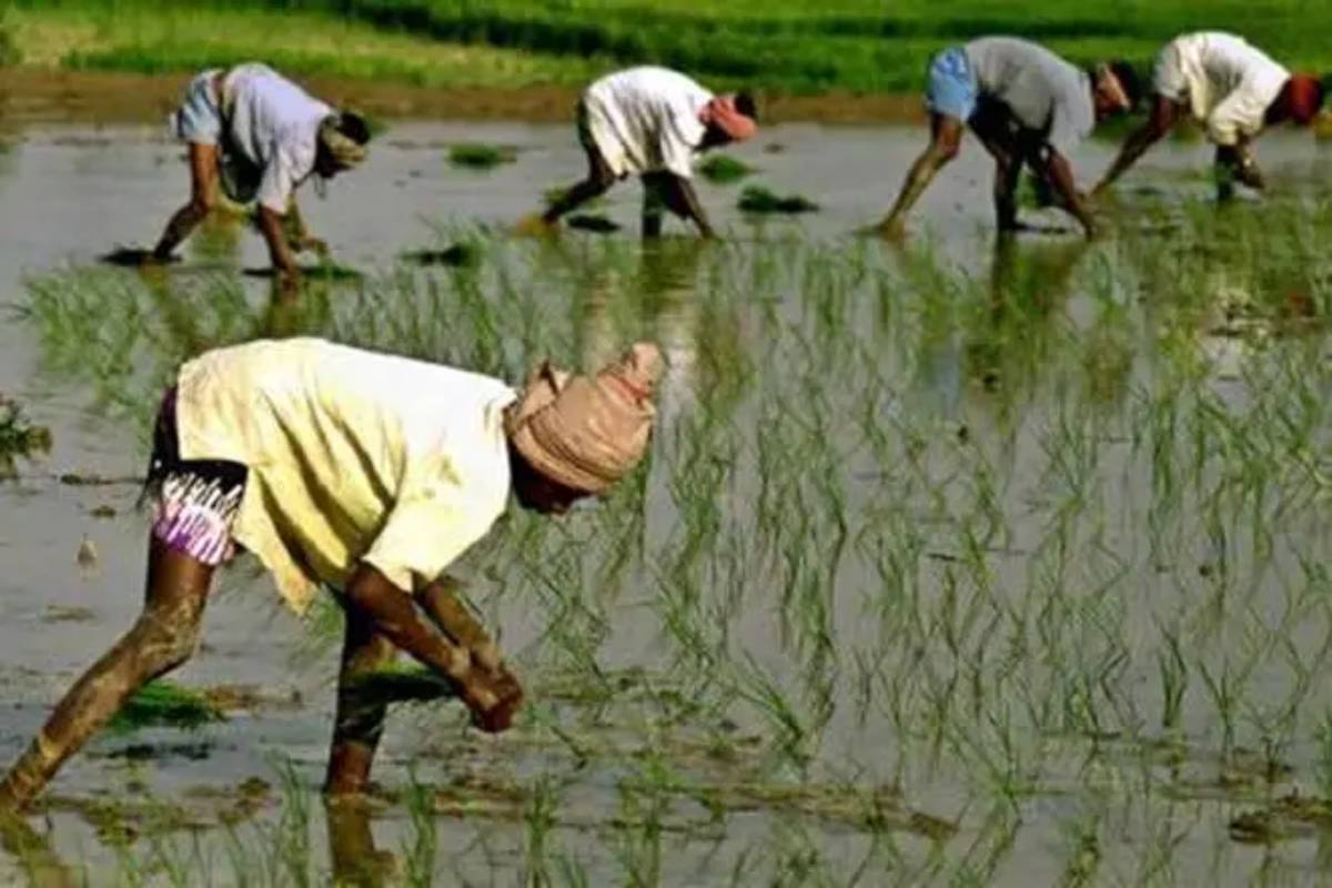 Cabinet approves MSP hike for Rabi crops in 2025-26