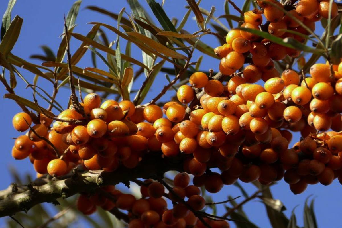 Berry buyers and sellers discuss seabuckthorn market in Ladakh