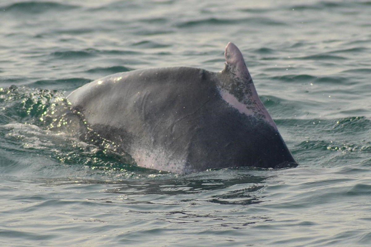 Annual dolphin census begins in Odisha coast