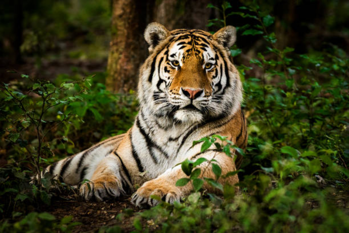 Wildlife enthusiasts, conservationists discuss Project Tiger