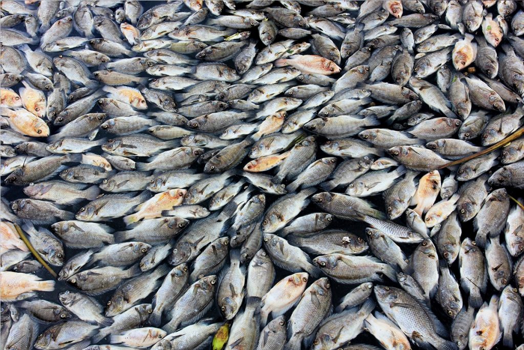 Fisheries, Asian Fisheries, Aquacuture Aquaculture Forum
