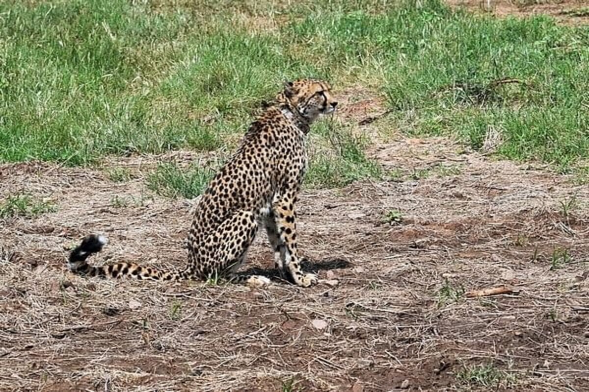 “Only Centre can decide on relocating cheetahs”: State forest chief after cub dies at MP’s Kuno