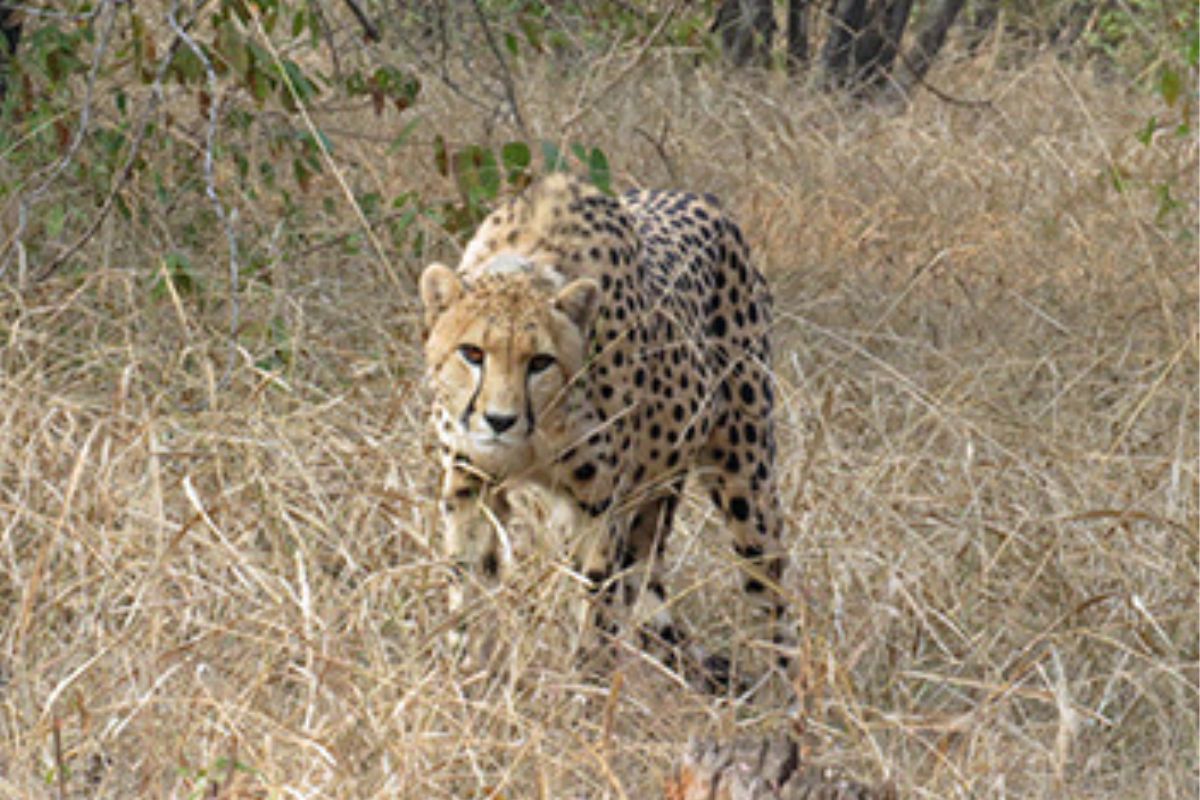 Two cheetahs injured in a group clash