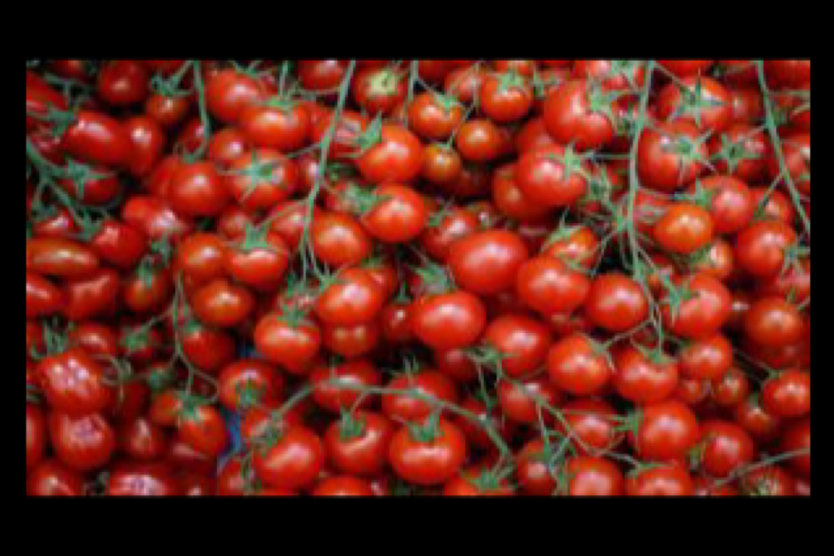 Uttarakhand: Tomatoes now going at Rs 250 per kg in Gangotri Dham, Rs 180 to 200 per kg in Uttarkashi