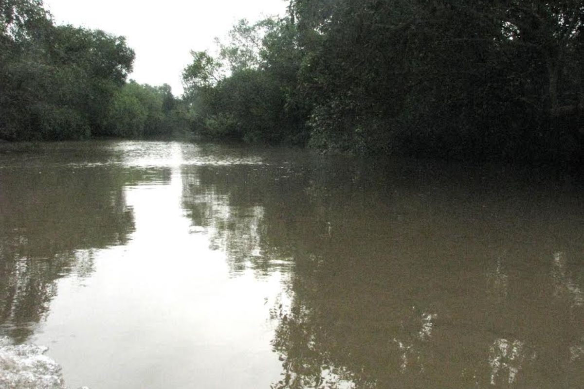 Mangrove provides ecological security to coastal communities