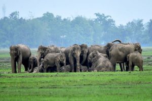 Elephant Culling