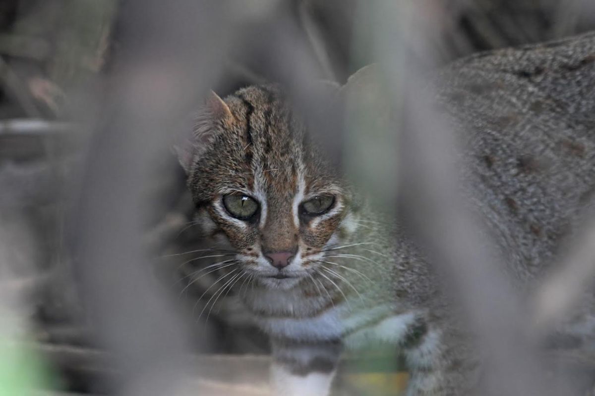 Rare rusty-spotted cat sighted at KNP in Bharatpur