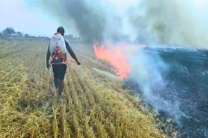 14 farmers arrested in Haryana for stubble burning