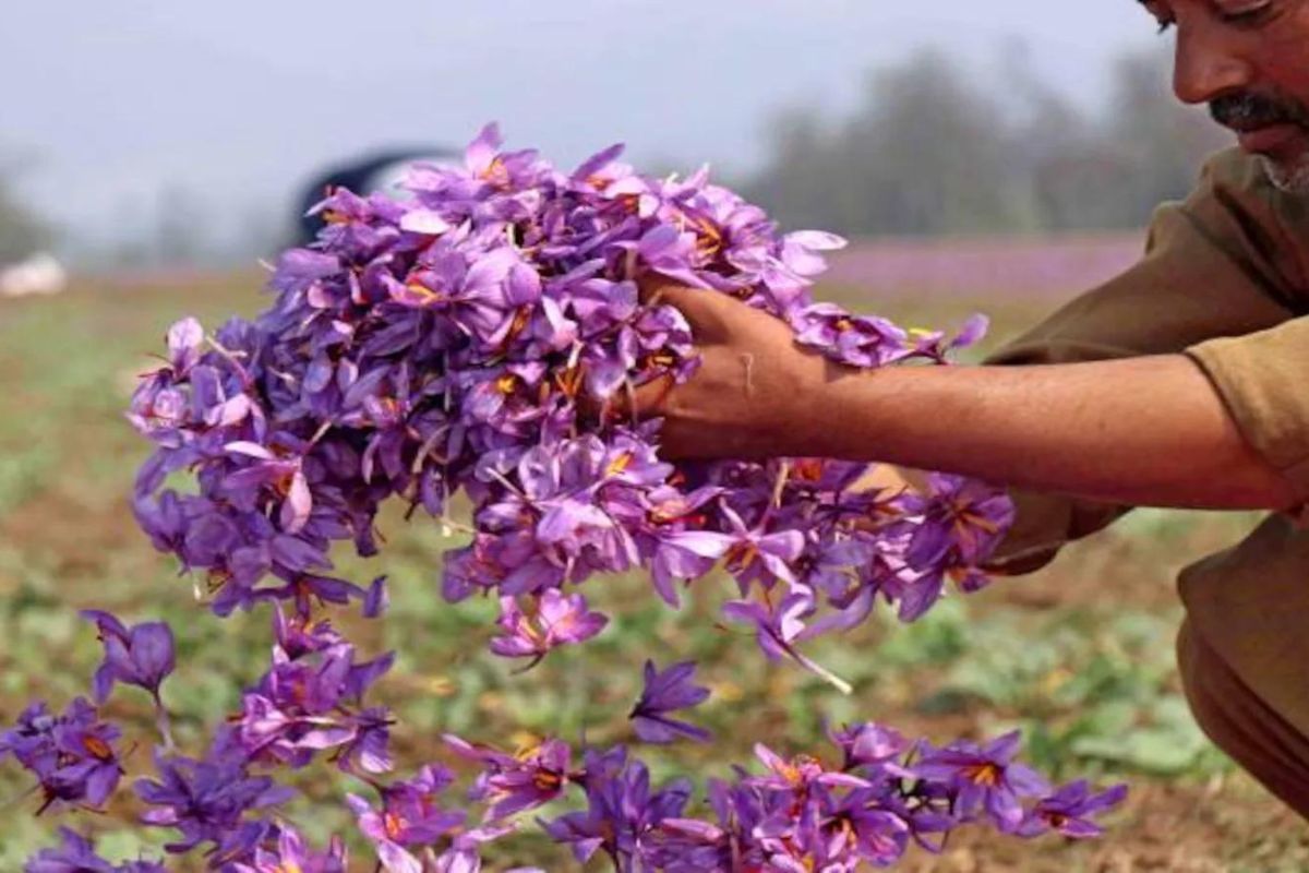 Afghanistan exports saffron, ferula asafoetida worth $77.5 million in 6 months