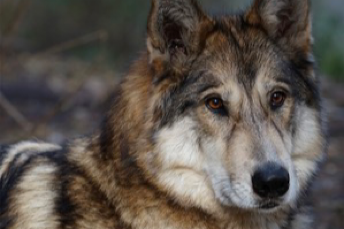 Infant killed by family's hybrid wolf-dog pet in US state - The Statesman