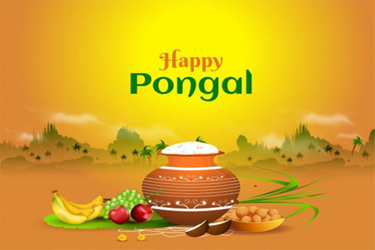 Pongal 2024: Wishes, Quotes, WhatsApp and Facebook Statuses To Share With Your Family and Friends