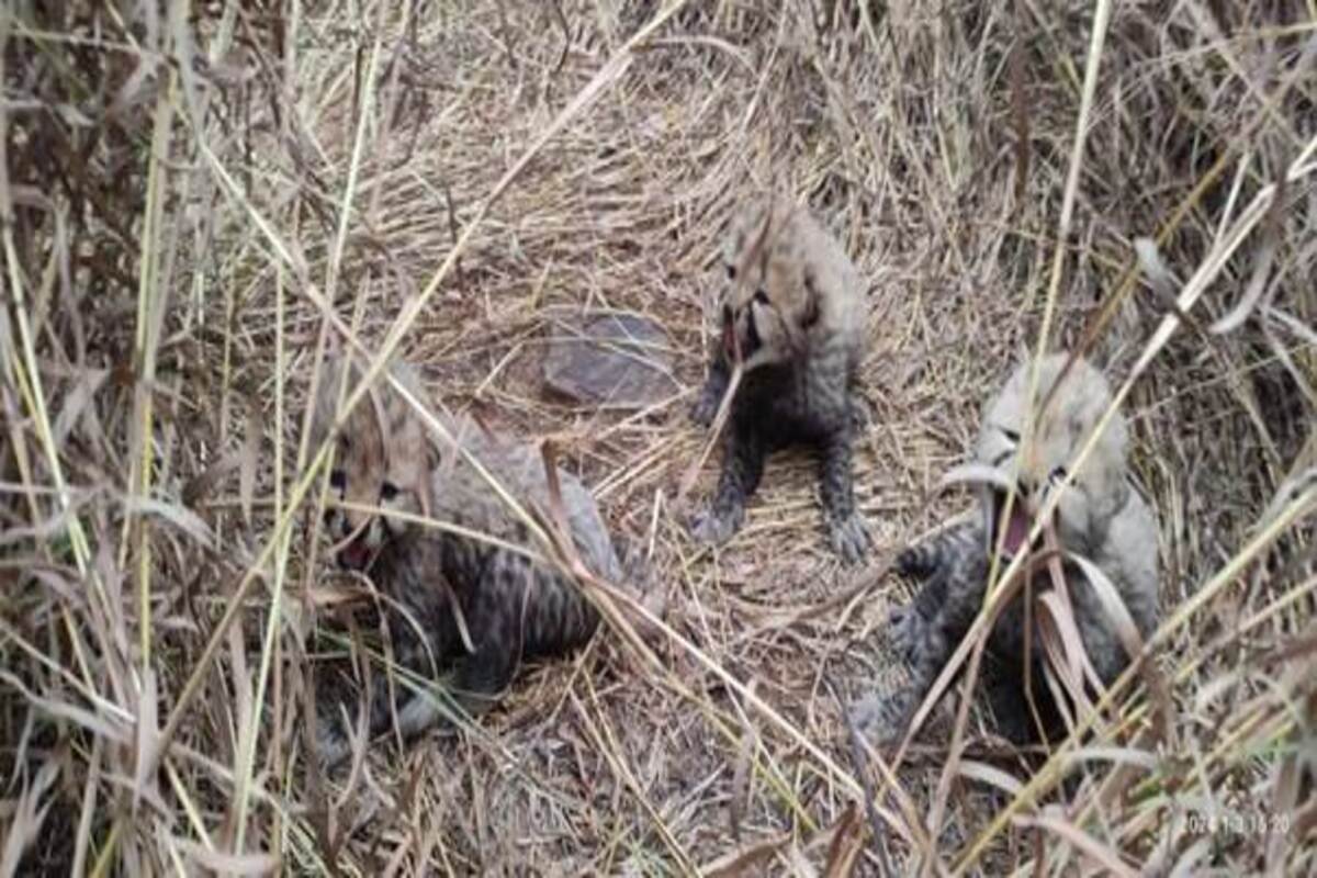 Birth of three cubs offers new hope to Operation Cheetah