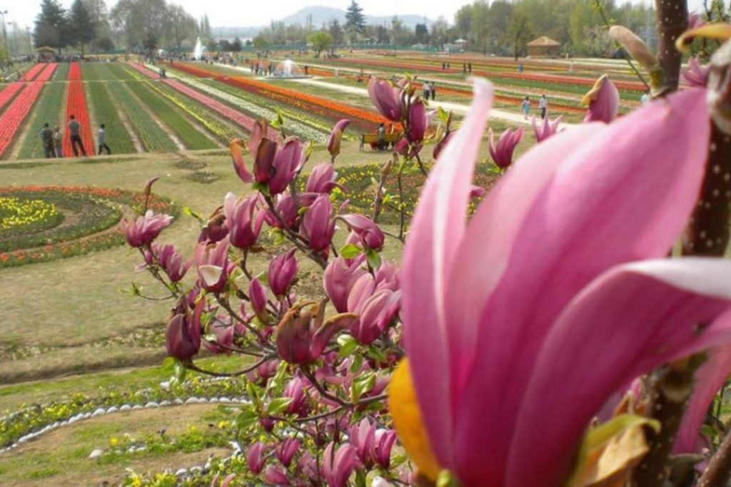 Srinagar's tulip garden to host 73 new varieties in the coming season