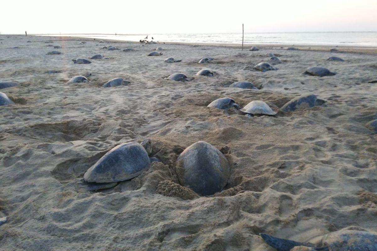 Olive Ridley turtles throng Odisha’s Gahirmatha beach for mass nesting