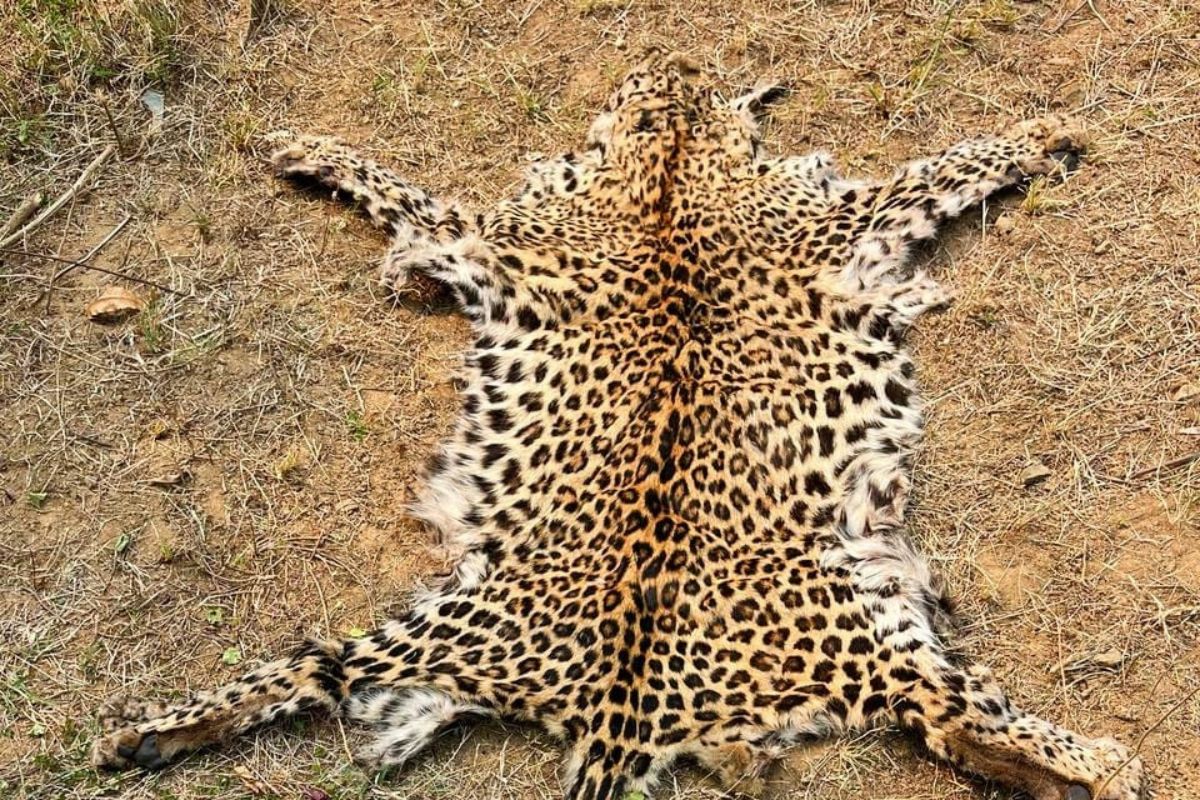 Leopard poaching goes unabated in Odisha