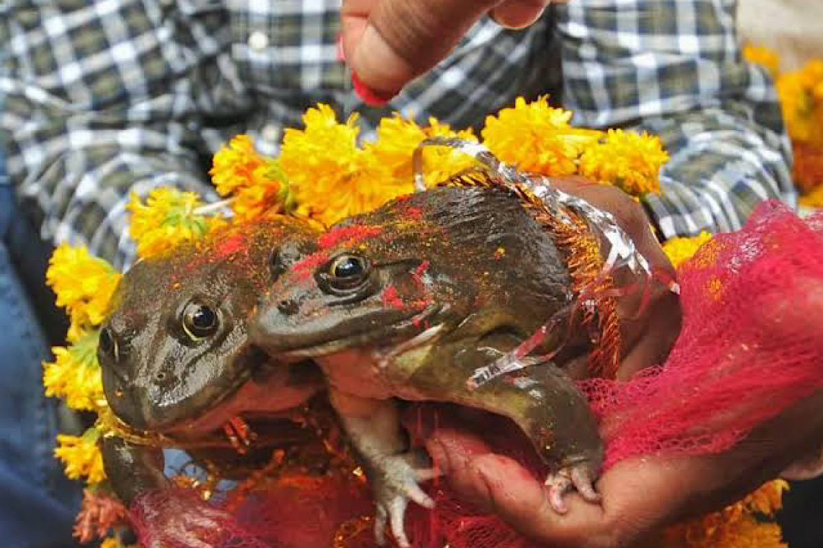 A marriage ceremony for toads to bring in rain