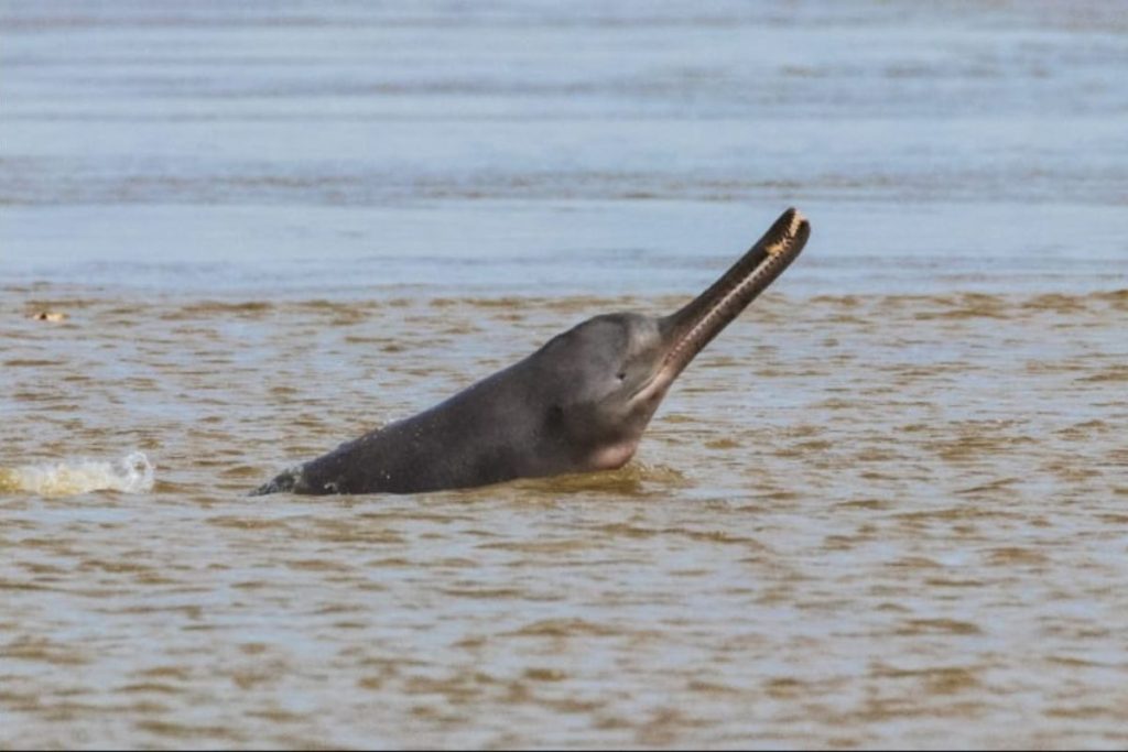 Indian Wildlife, Dolphin, Ganga