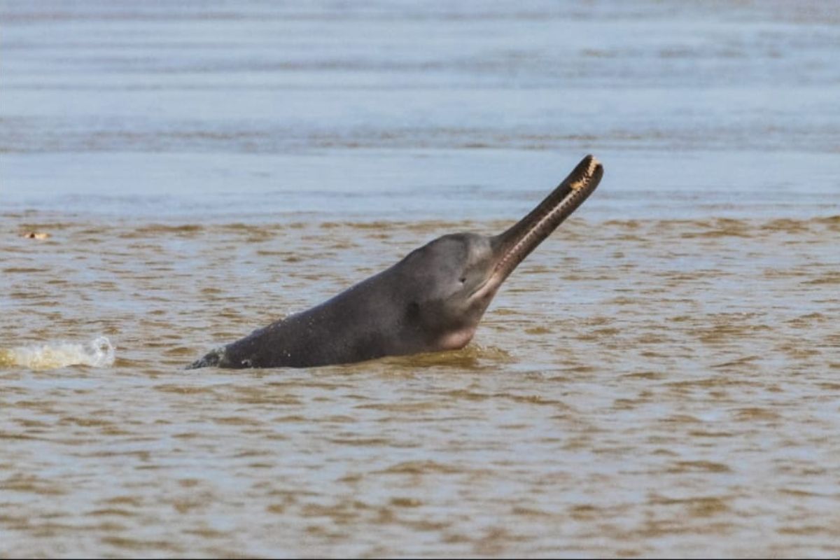 Indian Wildlife Institute claims the presence of 4,000 dolphins in the Ganga and its tributaries