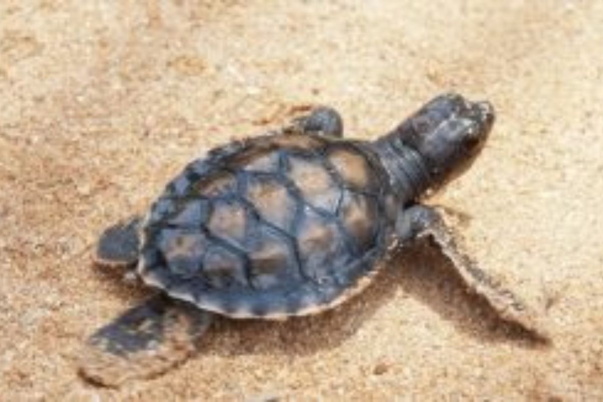 Odisha’s Gahirmatha beach witnesses birth of baby turtles sans mothers