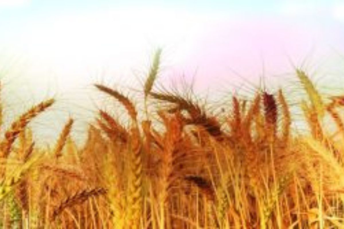 Centre imposes stock limits on wheat to curb hoarding