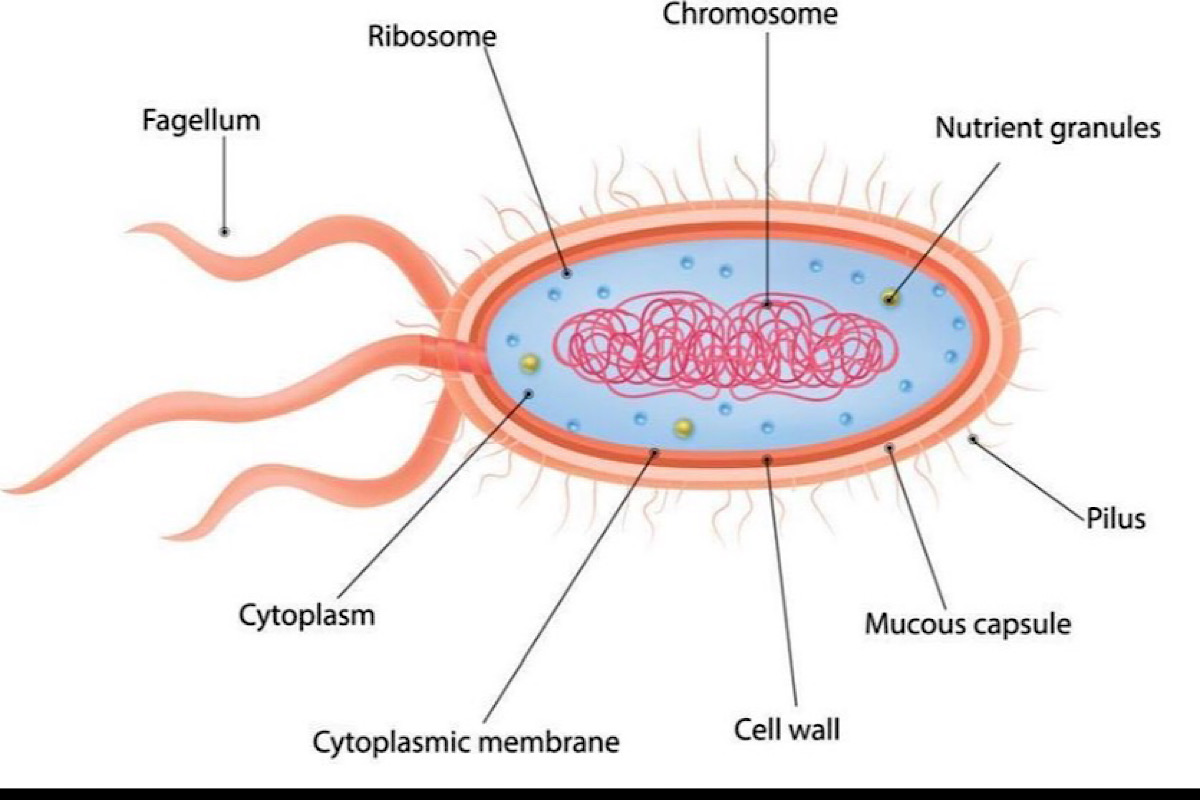 The key disparities between prokaryotes and eukaryotes