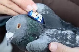 Setting pigeons among tech cats